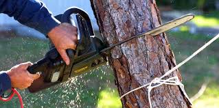 How Our Tree Care Process Works  in  Nevada City, CA