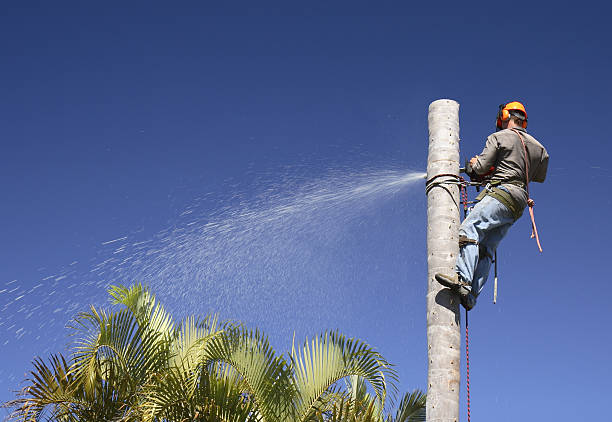 Best Tree Removal  in Nevada City, CA