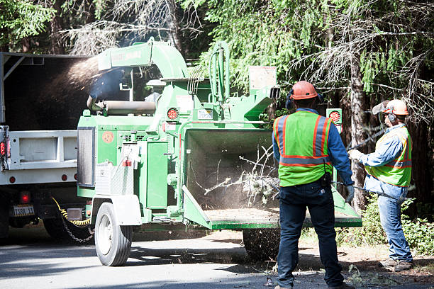 Best Seasonal Cleanup (Spring/Fall)  in Nevada City, CA