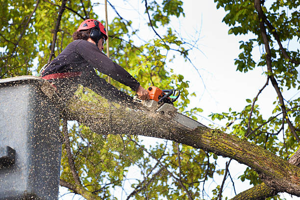 Nevada City, CA Tree Removal Services Company