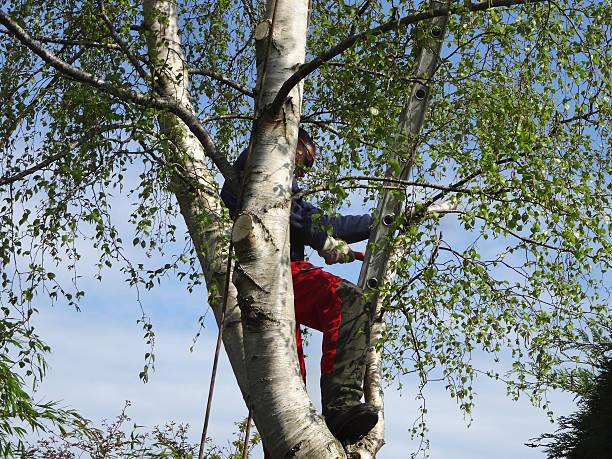 Best Tree Risk Assessment  in Nevada City, CA