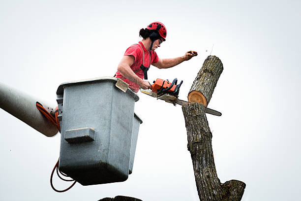 Best Utility Line Clearance  in Nevada City, CA